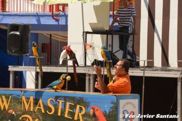 Espectáculo de aves exóticas de Paco Pluma en El Caracol (Foto Francisco Javier Santana)